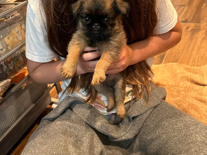 Icon's Brussels Griffons