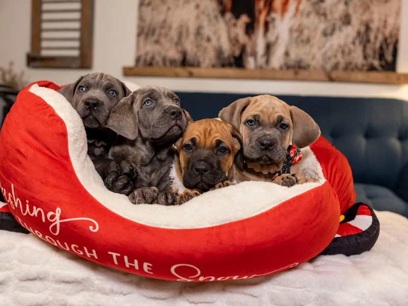 Iconic Corso Kennel