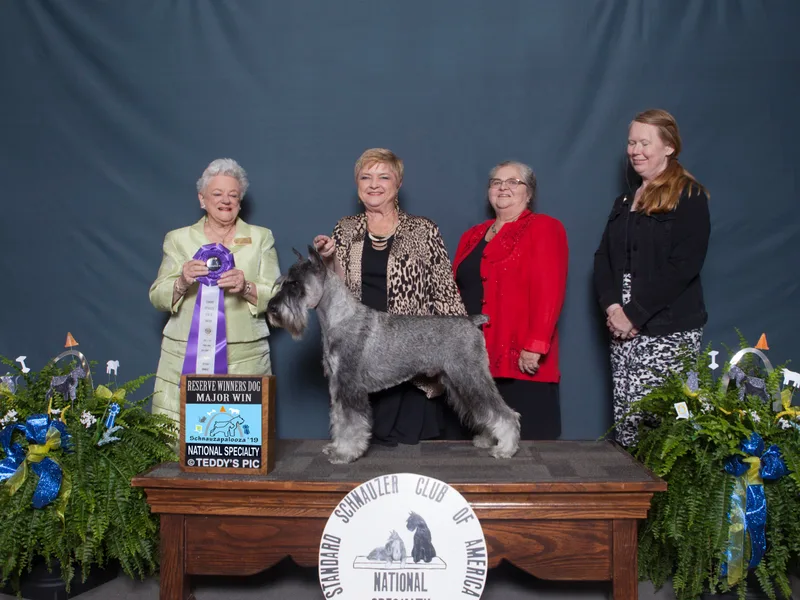 Iconic's Standard Schnauzer