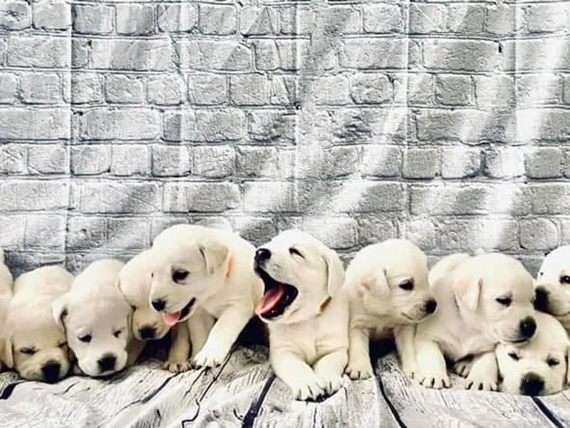 Idaho AKC Polar Labs
