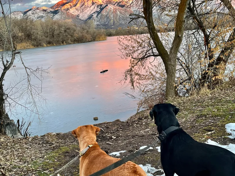 Idaho BA Labradors
