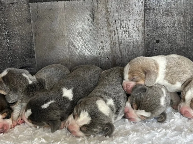 Idaho Beagles