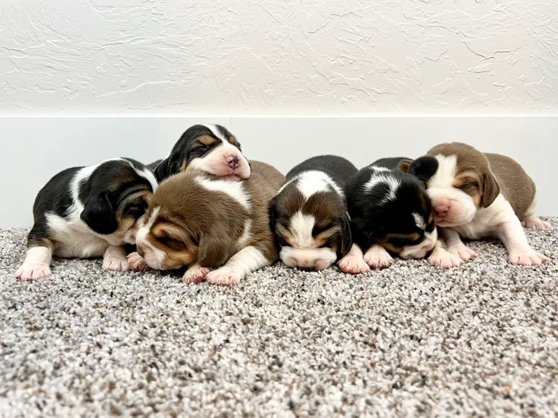 Idaho Creekside Beagles