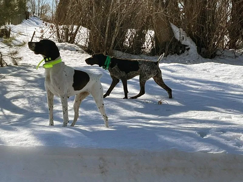 Idaho Hunting Dogs