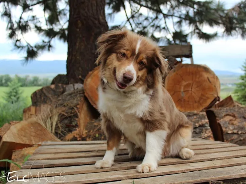 Idaho Mountain Mini Aussies