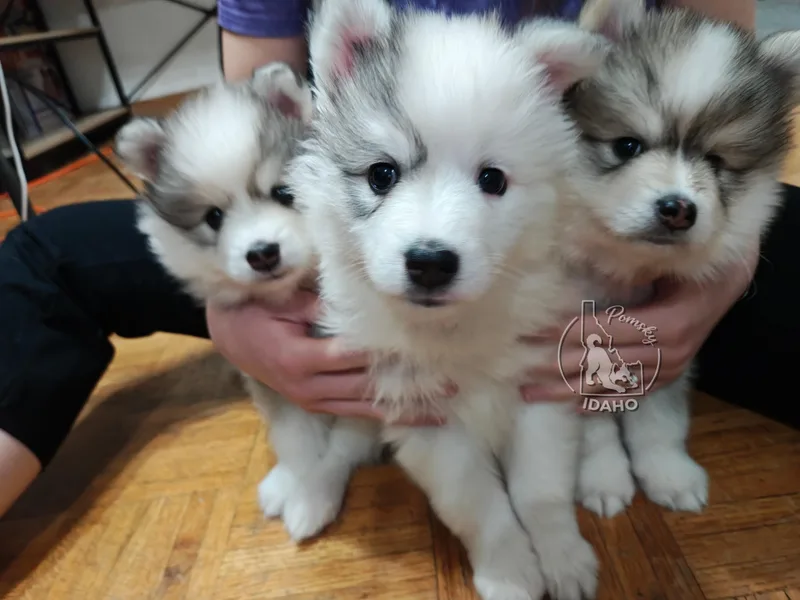 Idaho Pomsky
