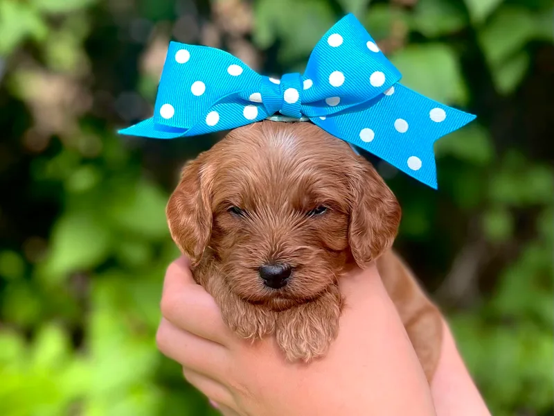 Idaho Sugar Doodle Pups