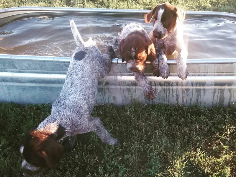 Idaho Wirehaired Pointing Griffons