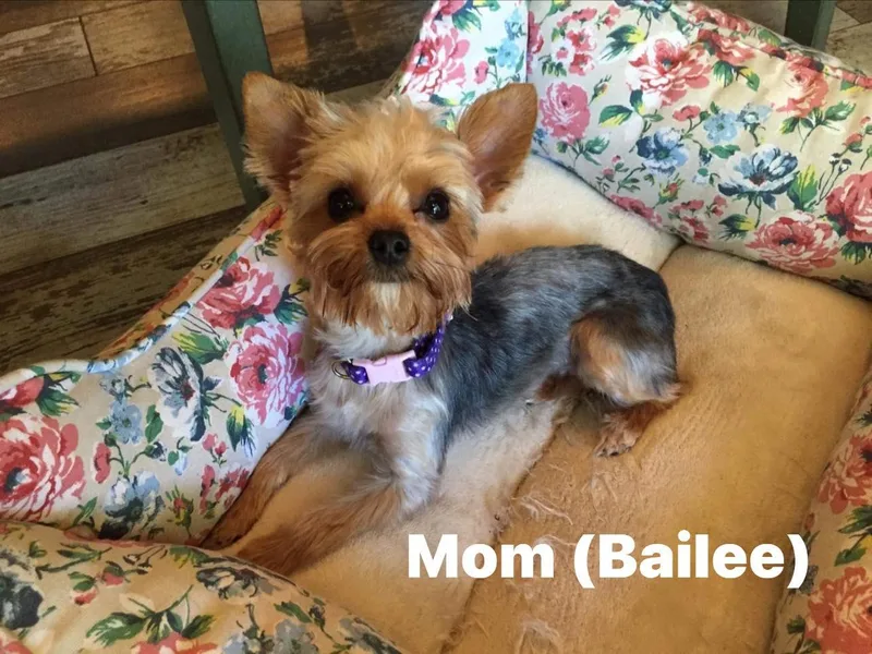 Idaho Yorkie’s