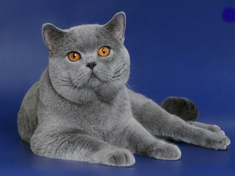 IDCATTERY