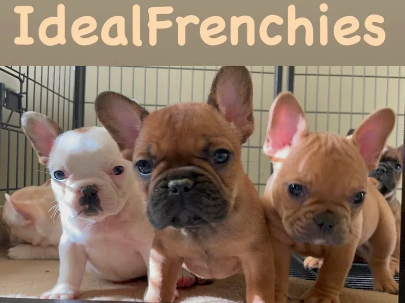 Ideal Frenchies LLC