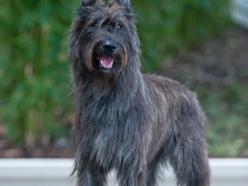 Ides of March Picards