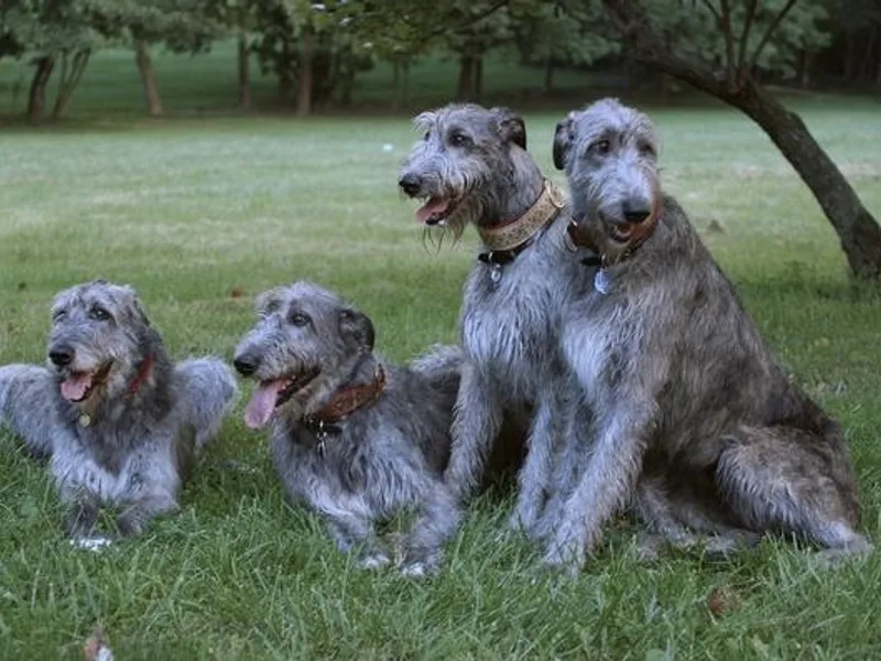 Ierne Irish Wolfhounds