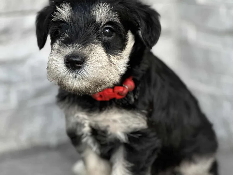 Ieva's Miniature Schnauzers