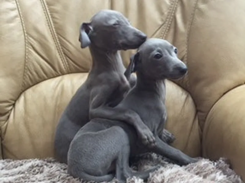 IGGYHILL photo 1