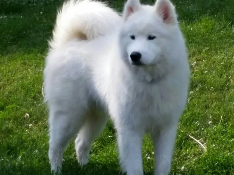 Igloo Samoyeds