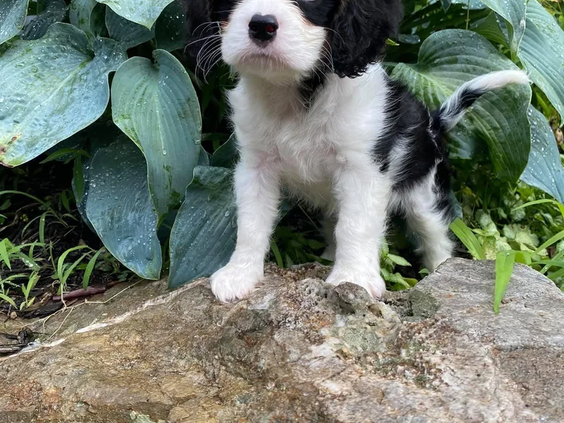 iHeart Cavaliers photo 1