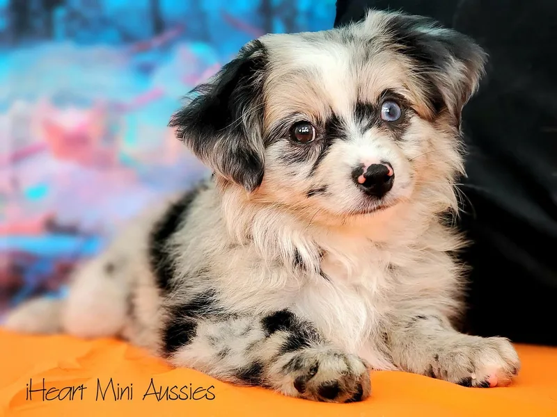 iHeart Mini Aussies