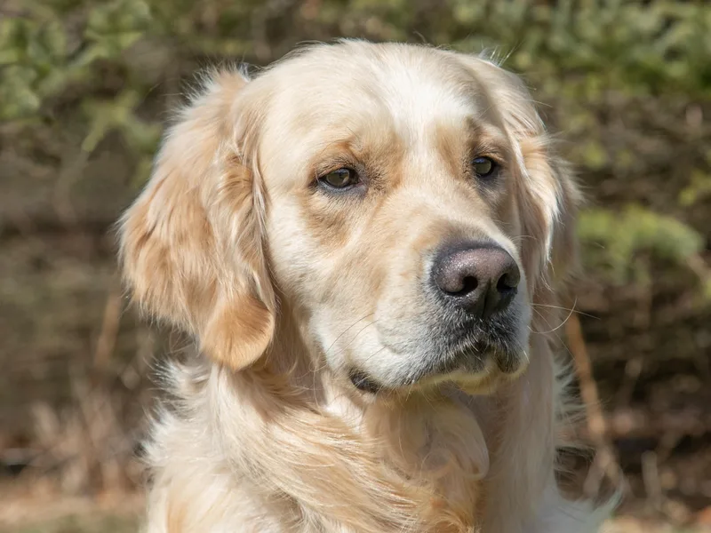Ike Jon Goldens photo 1