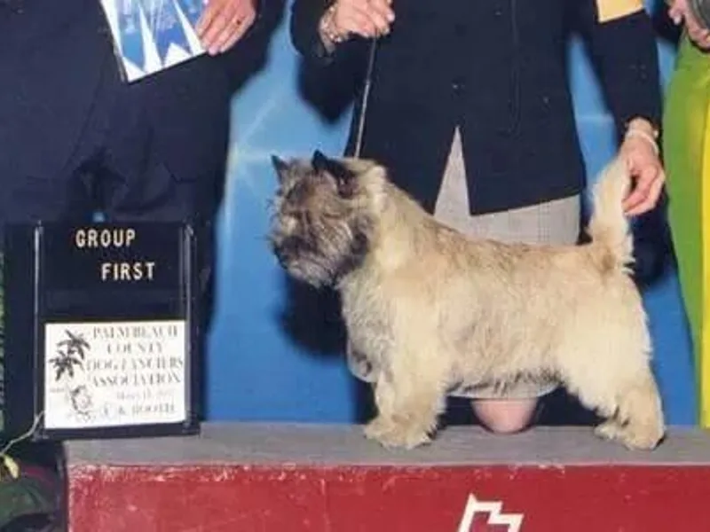Ilene Kaplan's Cairn Terriers