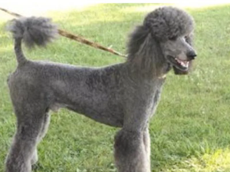 Illini Spirit Standard Poodles