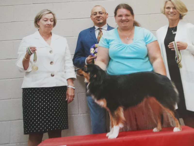 Illusion Mini Aussies