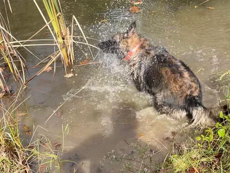 Illyria Dox &amp; GSD