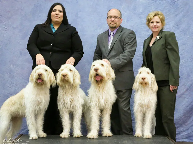 Ilvolare Spinone photo 1