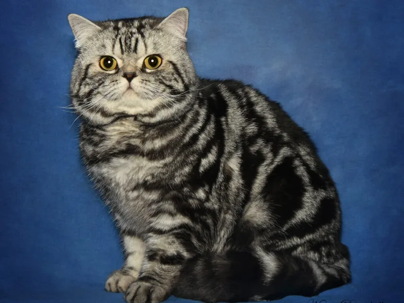 Imaginecattery