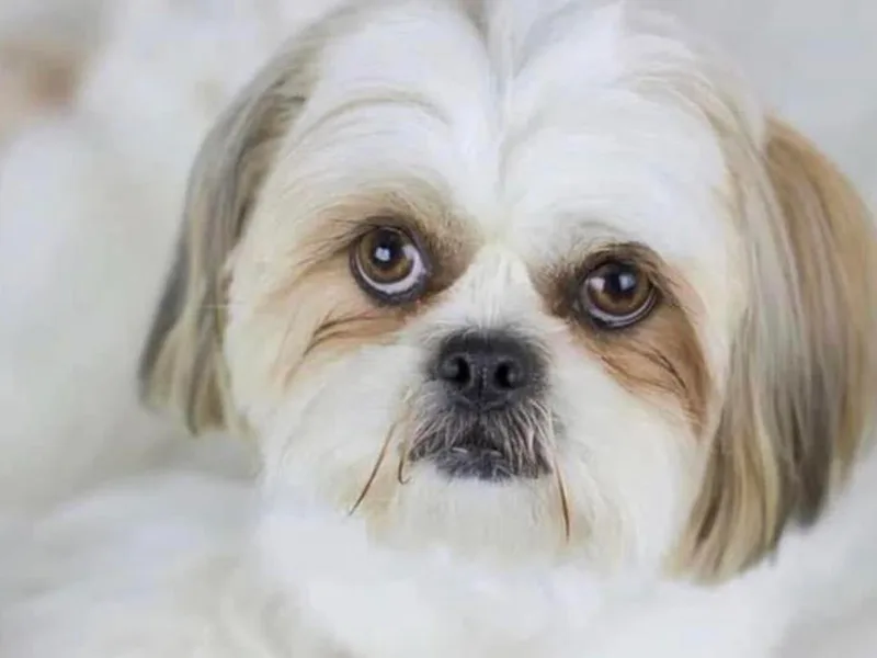 IMB Shih Tzu