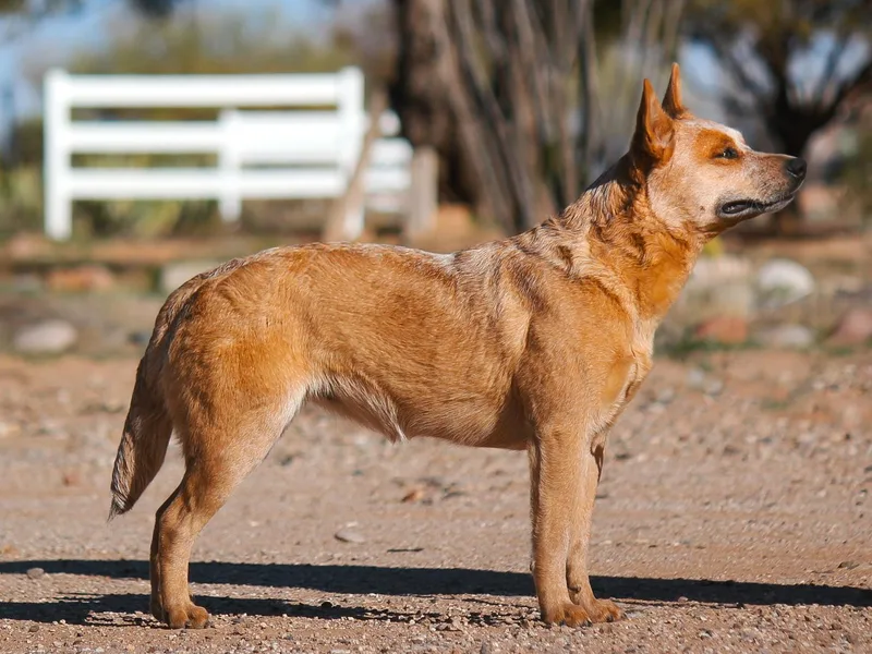 Impact 3rd Australian Cattle Dogs