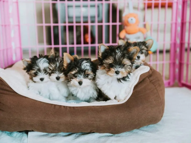 Imperial BabyDoll Biewers