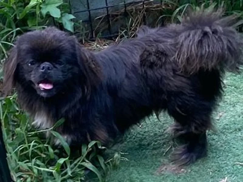 Imperial Pekingese