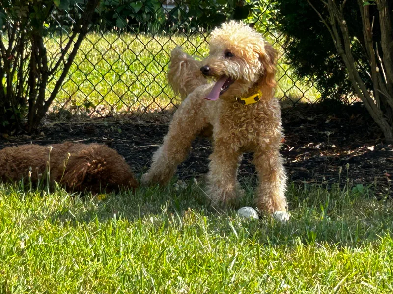 Imperial Poodles LLC