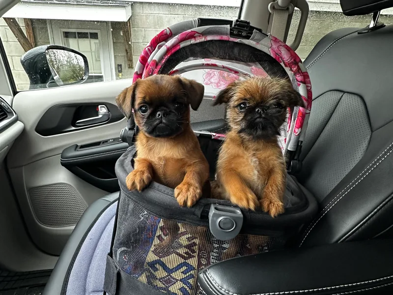Imperial pugs and Brussels Griffons