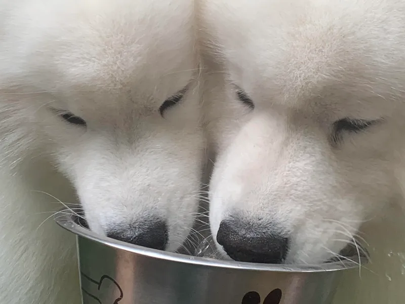 Imperial Samoyeds photo 1