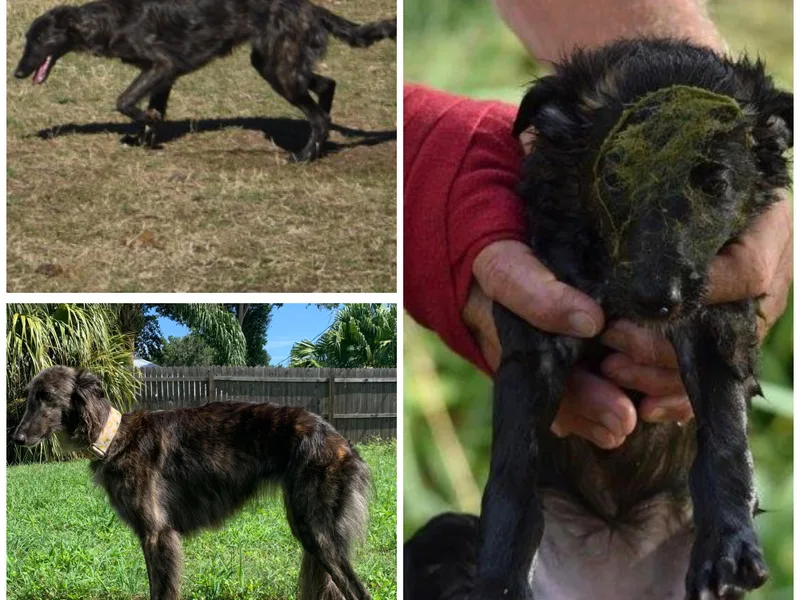 Imperial Topaz Silkens