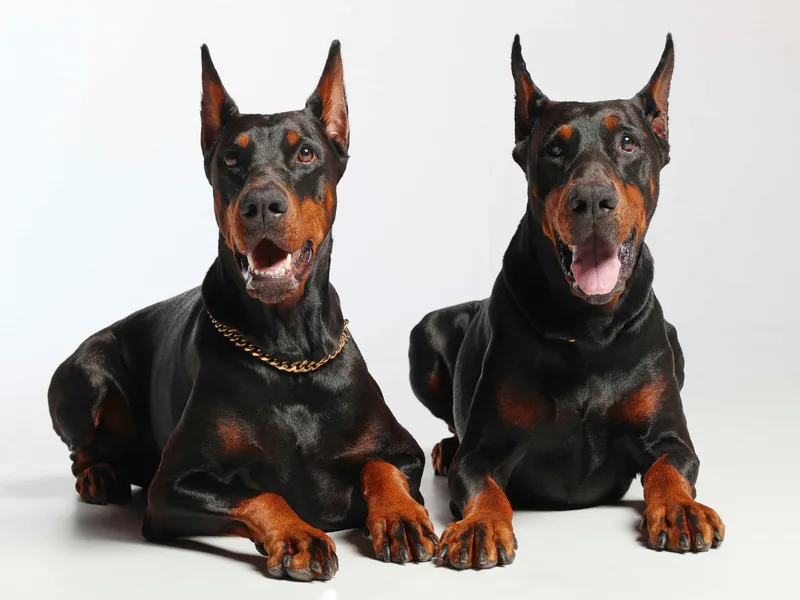 Imperium Dobermann