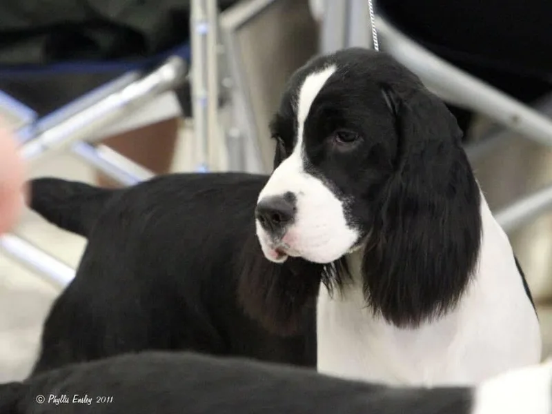 Implausible English Springer Spaniels