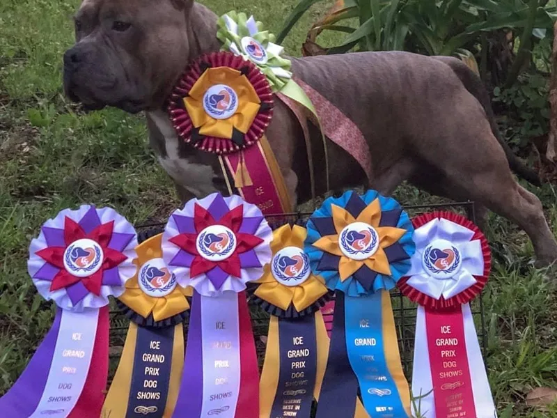 Impressive Bred Bullies