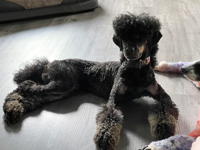 Impressive Cartwright Standards