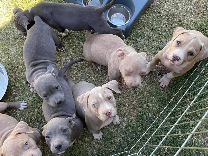 Impressive K9s