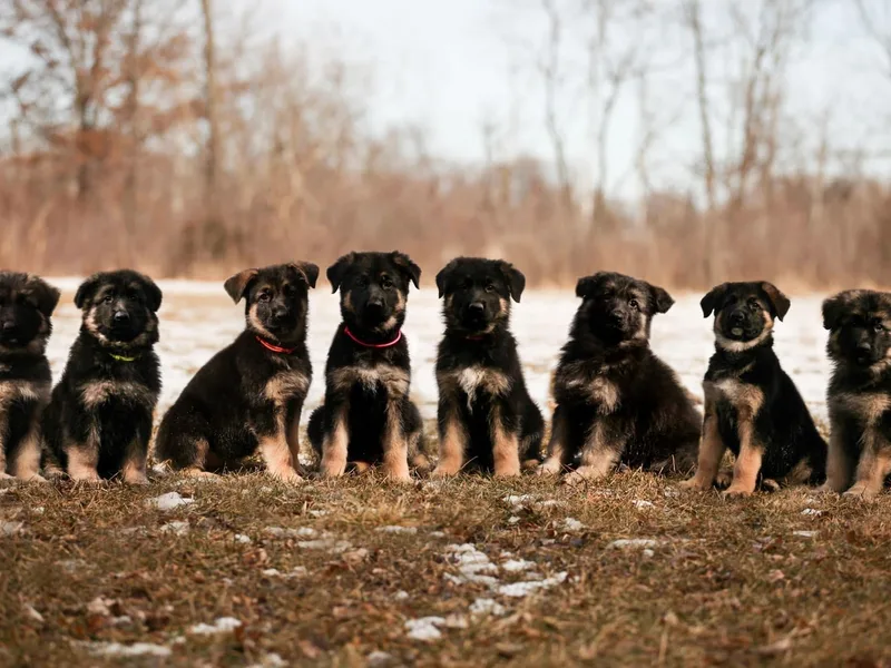 In Der Bewegung German Shepherds