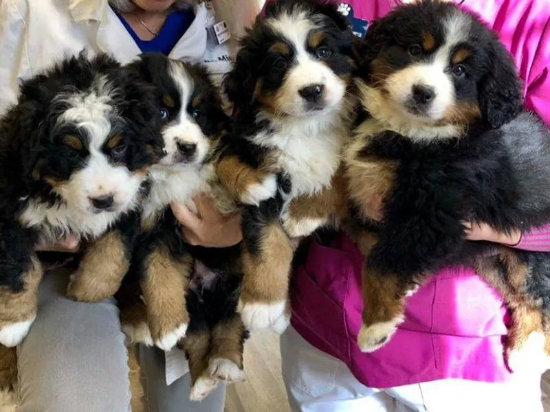 In Joy Bernese Mountain Dogs