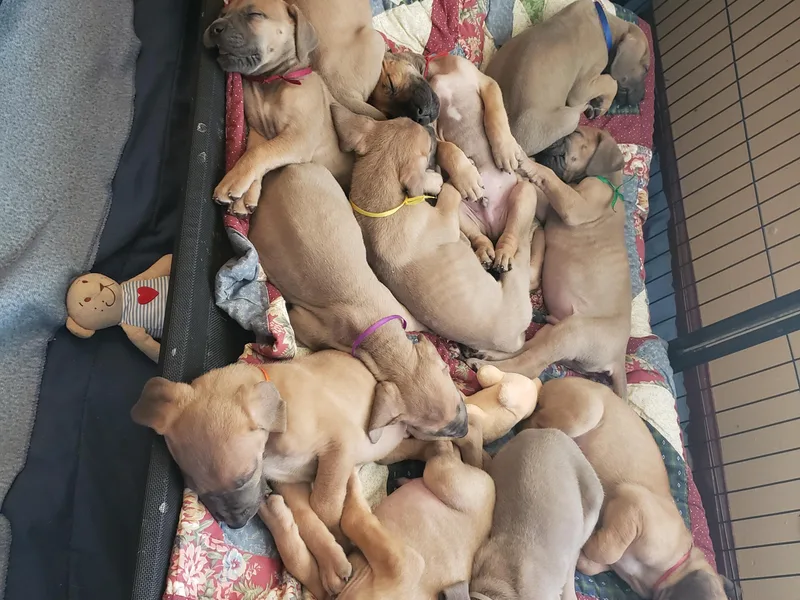 In The Ruff Great Danes