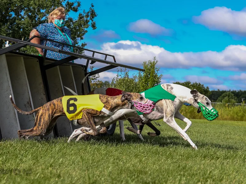 In Vogue Whippets