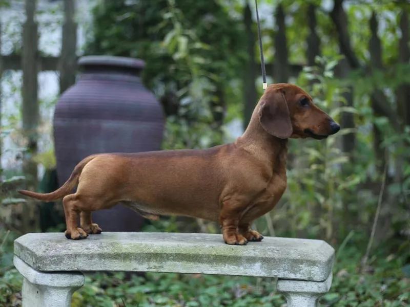 Incahoots Smooth and Wirehaired Dachshunds