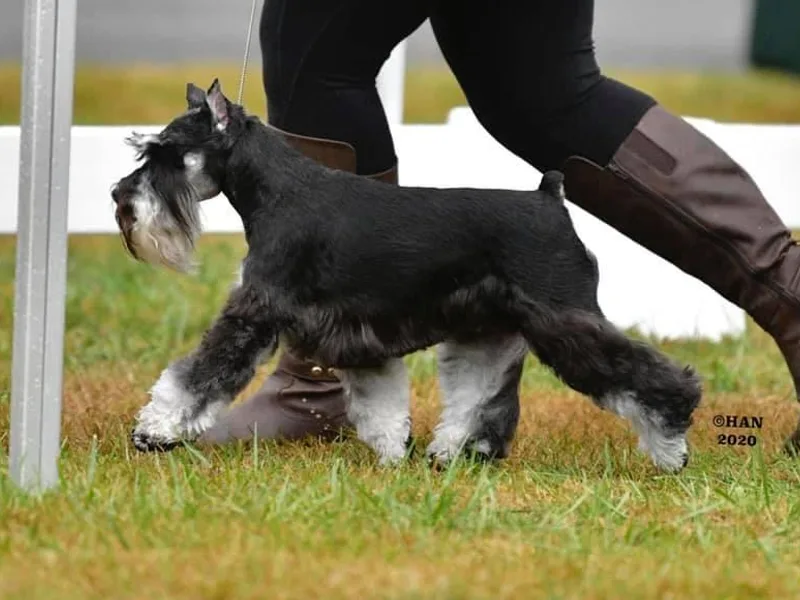 Incendio Miniature Schnauzers