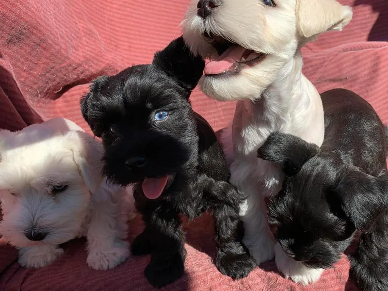 Incredible_Schnauzers