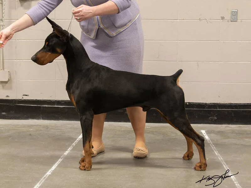 Indah Lux Doberman